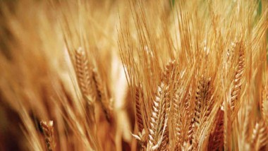 «التجارة» تستعد  لاستلام محصول الحنطة من المسوقين