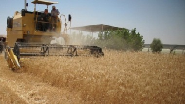 «التخطيط»: توقعات بانخفاض إنتاج الحنطة بنسبة 7.3 %