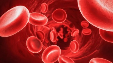 علماء يكتشفون أربعة أنواع من خلايا الدم البشرية