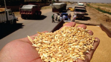 «التجارة»: 1.1 مليون طن كميات الحنطة المسوّقة