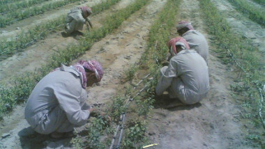 الزراعة النيابية: 30 % من فلاحي ديالى هجروا أراضيهم