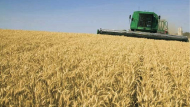 انخفاض إنتاج الحنطة والشعير لموسم 2017