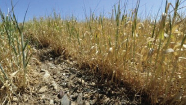 الجفاف يدمّر المحاصيل في جنوب أوروبا في واحدة من أسوأ موجاته