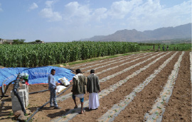 اليمن: 36 مليون دولار من البنك الدولي لدعم الزراعة
