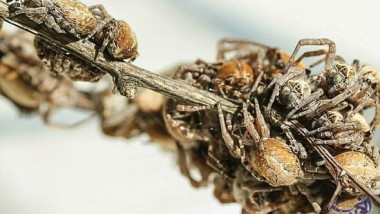 أنثى عنكبوت تقدم جسدها كوجبة خفيفة لصغارها