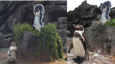 بعد قصة حب مستحيلة اليابان تودّع “البطريق العاشق”