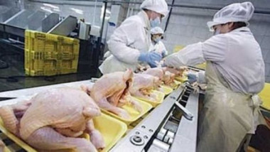 تركيا تعلن ارتفاع صادراتها من لحوم  الدجاج إلى العراق