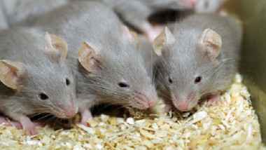 الفئران.. البعض يقدّسونها وآخرون يصارعونها بالكلاب