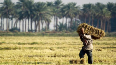 الواقع الزراعي في العراق.. مشكلات وحلول