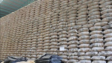 إنتاج العراق من الرز أكثر من 104 ألف طن