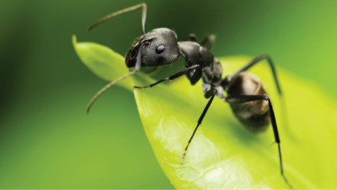 «النمل» مصدر لمضادات حيوية جديدة