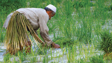 الزراعة تقلّص إنتاجها من الرز