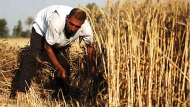 ضوابط جديدة لتسلّم الحنطة من المزارعين للموسم التسويقي المقبل