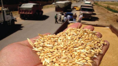 «الحبوب» تباشر بتسلّم الحنطة المحلية من مسوقي المحافظات