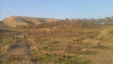 300 ألف شجرة زيتون تحتضر في نينوى