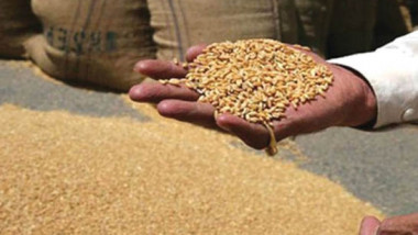 التجارة: 200 طن كمية الحنطة المحلية المستلمة