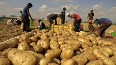 السلطات الروسية ترفع الحظر عن استيراد البطاطا المصرية