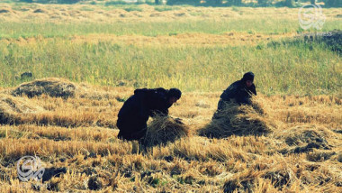 «العنبر» العراقي كنز زراعي ضحية الجفاف