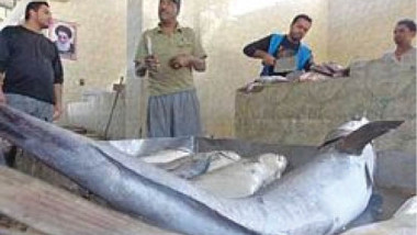 النقل تعلن سعيها لإحياء تأسيس شركة للصيد البحري في الفاو