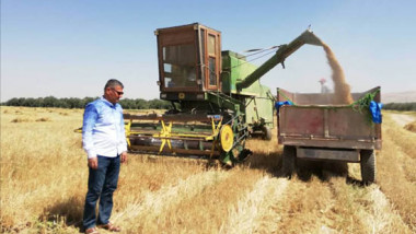 تراجع إنتاج الحنطة والشعير في محافظة نينوى