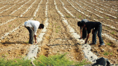 الزراعة: خفض مساحة الأراضي المزروعة بالقمح والشعير إلى النصف