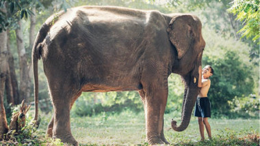 الفيل أكثر الحيوانات إثارة لتعاطف البشر