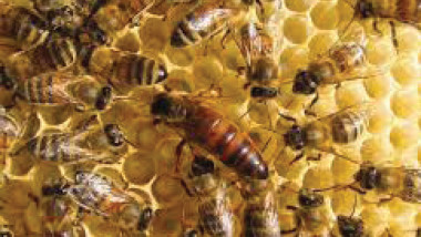 سرب من النحل يعطل مباراة للكريكت في أستراليا