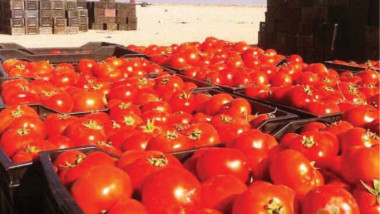 وزير الزراعة: انتاج الطماطة بخير وسنقضي على مصادر الإشاعات