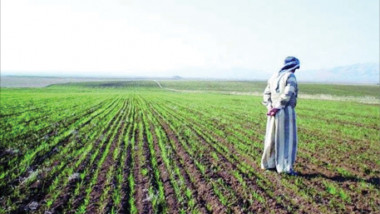 الزراعة: 12 مليون دونم المساحة المزروعة بالمحاصيل الشتوية