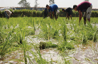 مصر تعتزم زيادة مساحة زراعة الأرز لخفض فاتورة الواردات