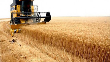 التجارة تشتري 1.5 مليون طن من القمح المحلي