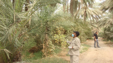 الدوباس تدمر عشرات الدونمات المزروعة بالنخيل والحمضيات وسط وجنوب البلاد