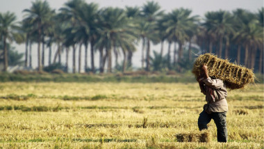 حرائق الحقول.. حرب منظمة لتدمير زراعة العراق