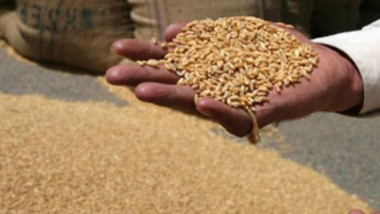 إنتهاء حملة تسويق الحنطة في 9 محافظات