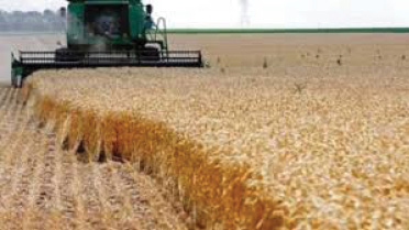 التجارة تستعد لتسويق 4 ملايين طن من الحنطة