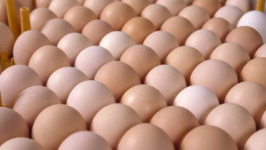 تسويق 40 مليون بيضة مائدة واطنان من الدجاج للاسواق المحلية