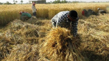 وزير التجارة: عازمون على جعل الديوانية عاصمة العراق الزراعية وسلة غذائه