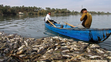 مرض وبائي يصيب الأسماك في محافظات البلاد