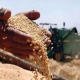 التجارة: نحتاج مليون ونصف المليون طن من الحنطة وقلقون من التعاقد عليها !