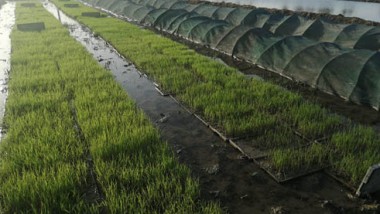 «الزراعة» تعتمد المياه الجوفية لزراعة مليوني دونم من الحنطة