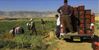 زراعة كردستان تنفي توريد منتجات مستوردة الى محافظات البلاد على انها من انتاج الاقليم