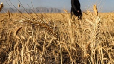 وزارة الزراعة تعتزم بلوغ الاكتفاء الذاتي من القمح بزيادة المساحات المخصصة لزراعته